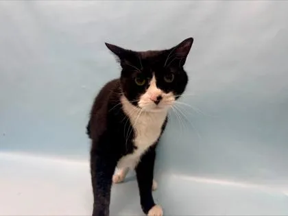 A senior small-sized male Domestic Medium Hair cat named Sebastian for adoption in Coon Rapids, MN