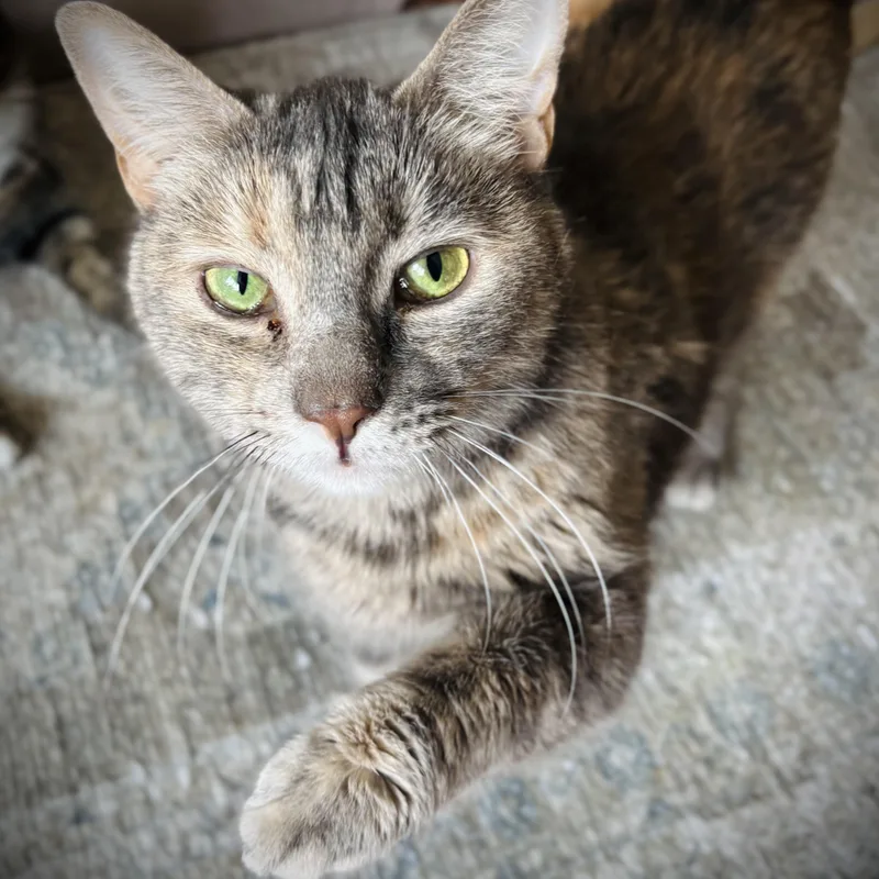A young medium-sized female Dilute Calico Domestic Short Hair cat named Peach for adoption in Buffalo, NY
