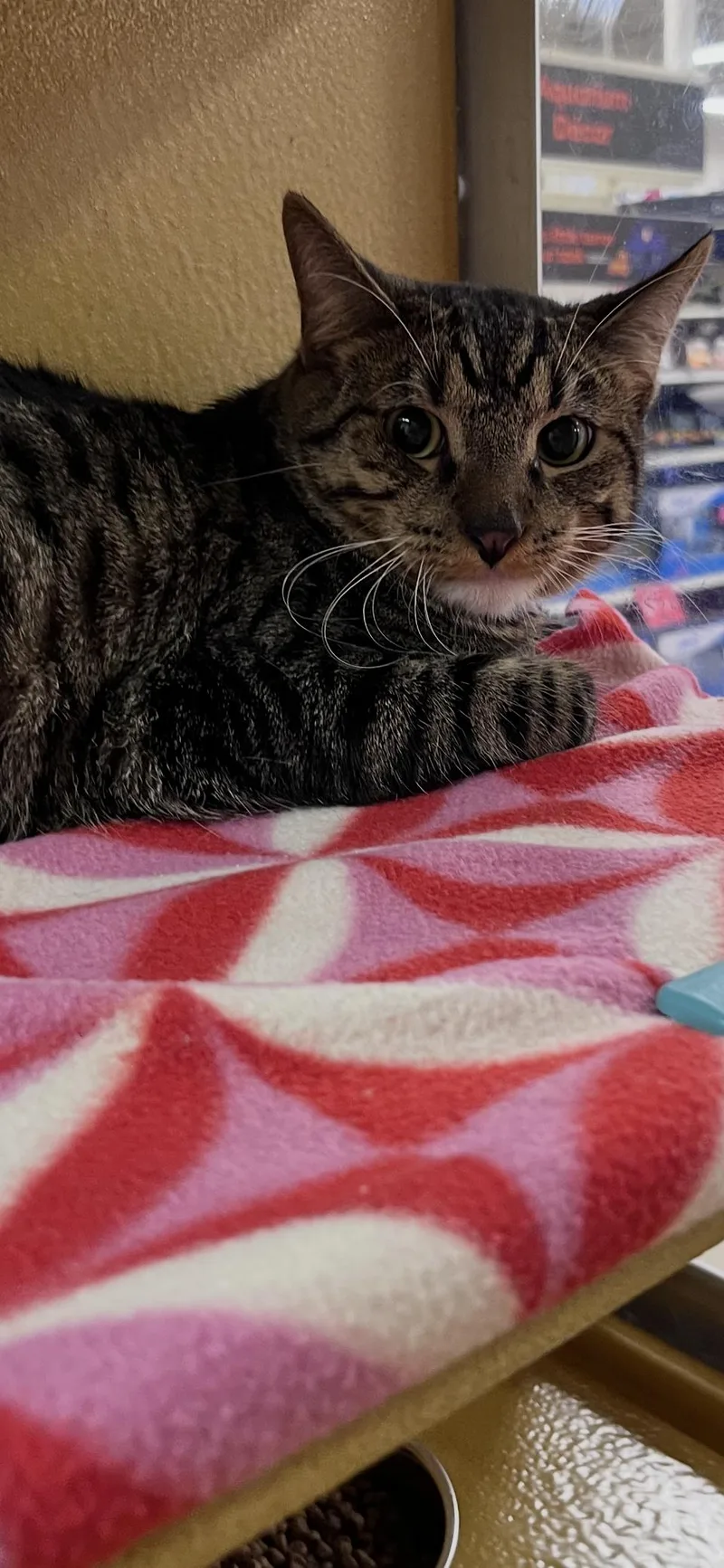 A young medium-sized male Gray & White Domestic Short Hair cat named Koa for adoption in Scottsdale, AZ