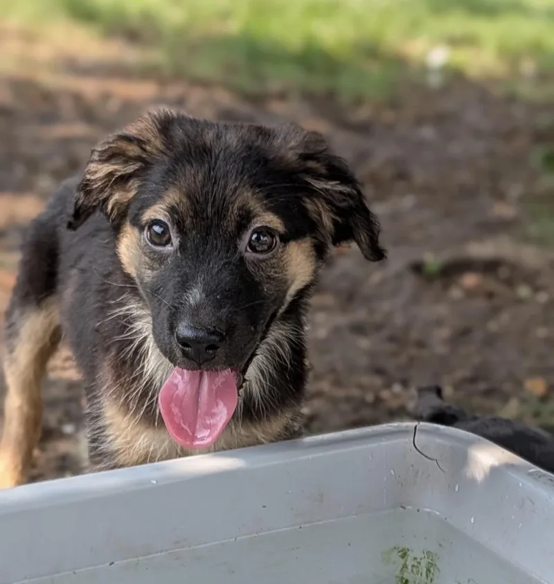 Ivory  Blytheville Litter