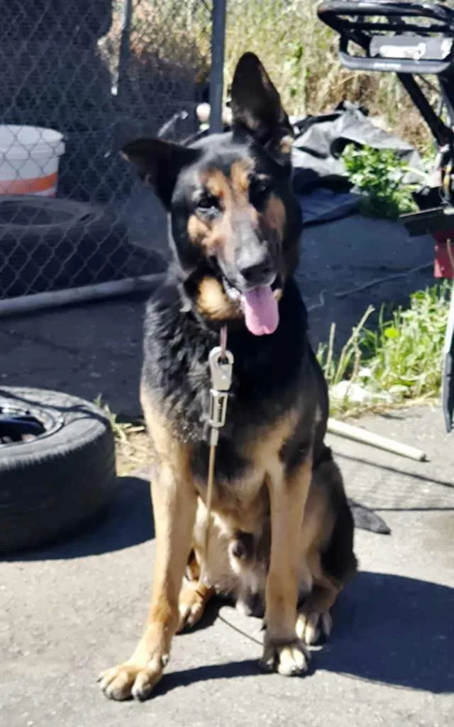A young large-sized male German Shepherd Dog dog named Sherman for adoption in Pleasant Grove, CA