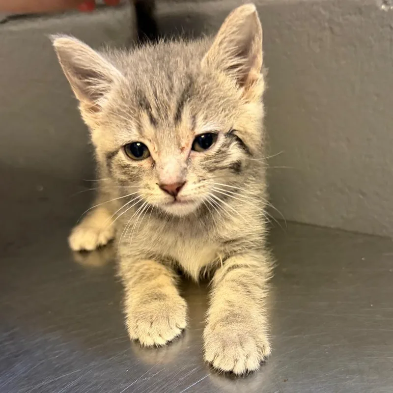 A baby small-sized female Gray / Blue / Silver Domestic Short Hair cat named Tuscstray__ for adoption in Tuscaloosa, AL