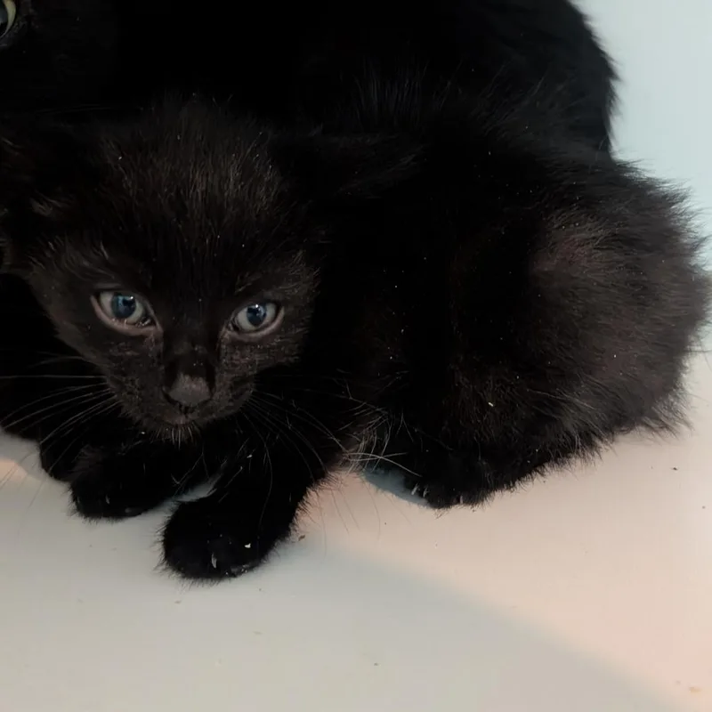 A baby small-sized male Black Domestic Short Hair cat named Max for adoption in Jefferson city, TN