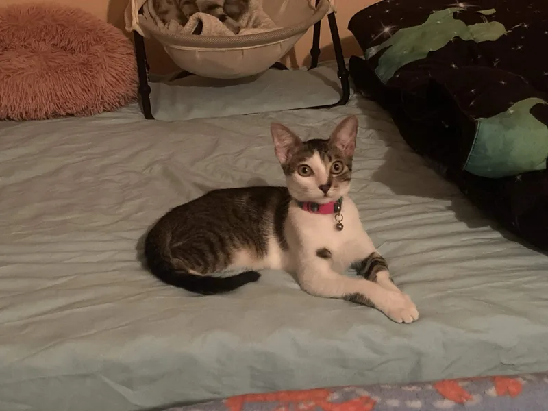 A young medium-sized female Tabby (Buff / Tan / Fawn) Domestic Short Hair cat named Bella for adoption in Weehawken, NJ