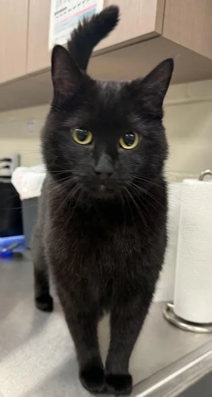 A young medium-sized male Domestic Short Hair cat named Charlie for adoption in Fishers, IN