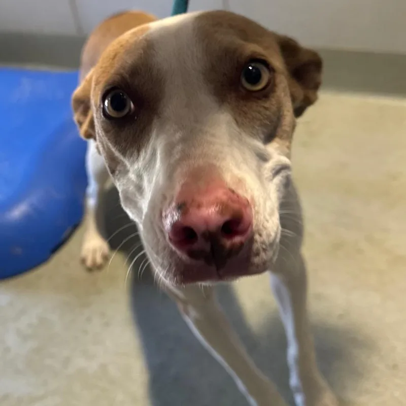 A young small-sized female Brown / Chocolate Mixed Breed dog named Agnus for adoption in Abilene, TX