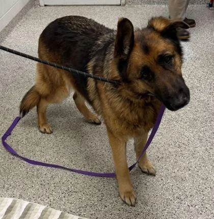 An adult extra large-sized male Black German Shepherd Dog dog named Zeus for adoption in Kansas City, MO