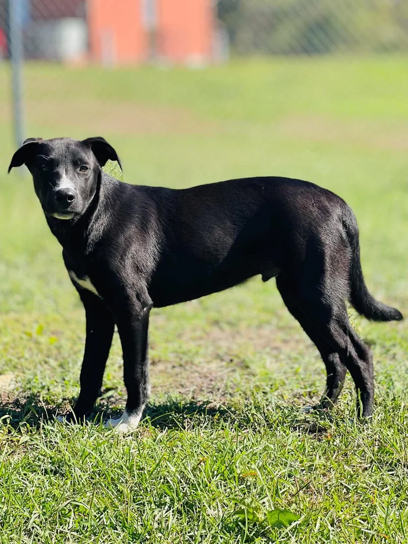A young medium-sized male Black Labrador Retriever dog named AC "Pancake" for adoption in Conyers, GA