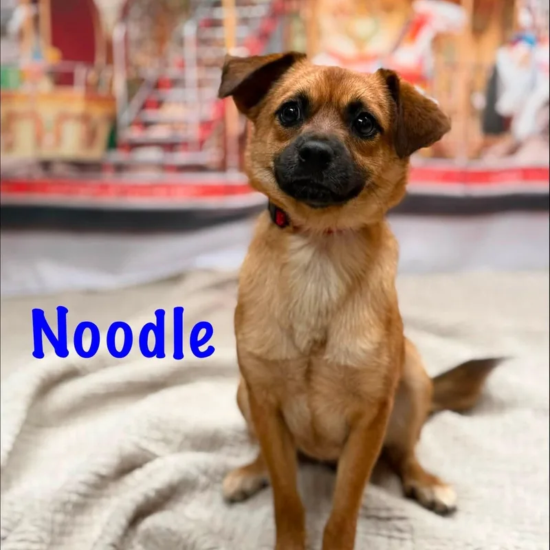 Noodle thumbnail 2