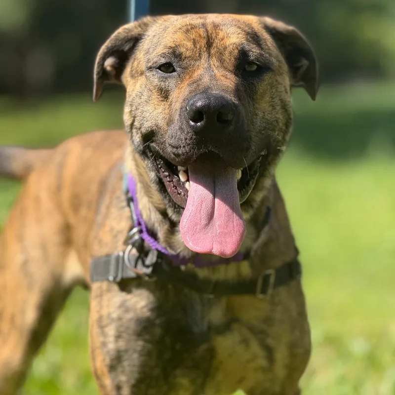 An adult large-sized male Brindle Mixed Breed dog named Ragnar for adoption in Sonoma, CA