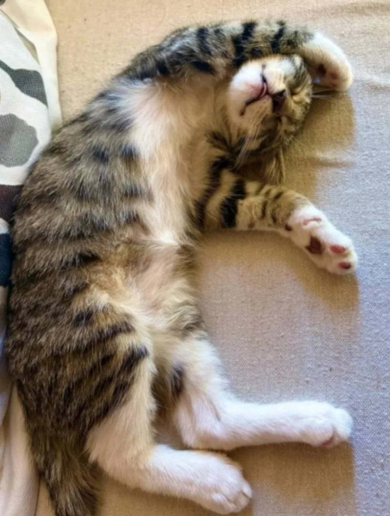 A young medium-sized male Domestic Short Hair cat named Bootsie for adoption in Phoenix, AZ