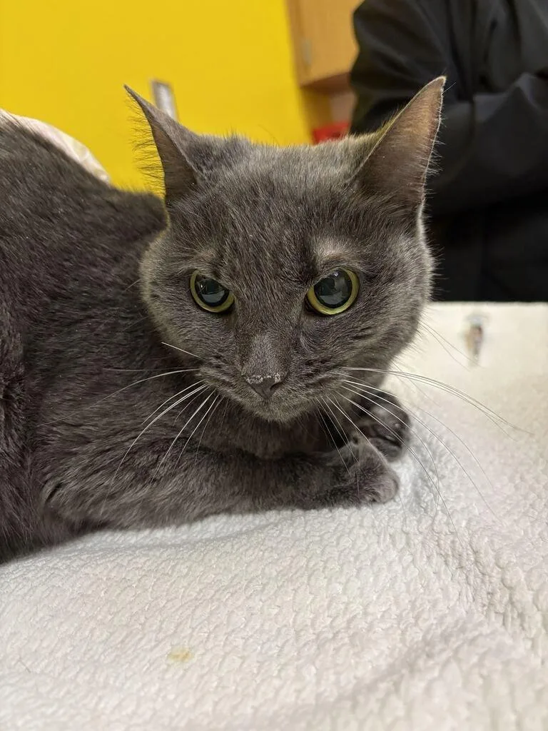 A senior small-sized female Gray / Blue / Silver Domestic Short Hair cat named Birdwell for adoption in Raleigh, NC