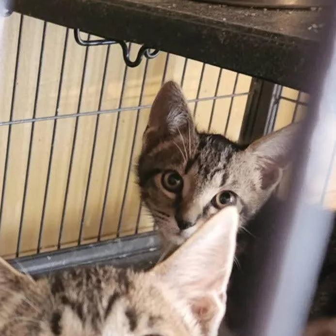 A baby medium-sized female Domestic Short Hair cat named Olivia for adoption in Tampa, FL