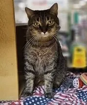 A young medium-sized female Tabby (Brown / Chocolate) Domestic Short Hair cat named Isabella Julianpretty Playful Tabby for adoption in Stowe, PA
