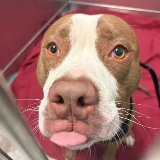 An adult large-sized male Brown / Chocolate Mixed Breed dog named Chazz for adoption in Davenport, IA