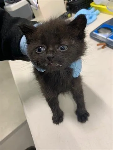 A baby small-sized male Domestic Short Hair cat named Witchy for adoption in San Martin, CA