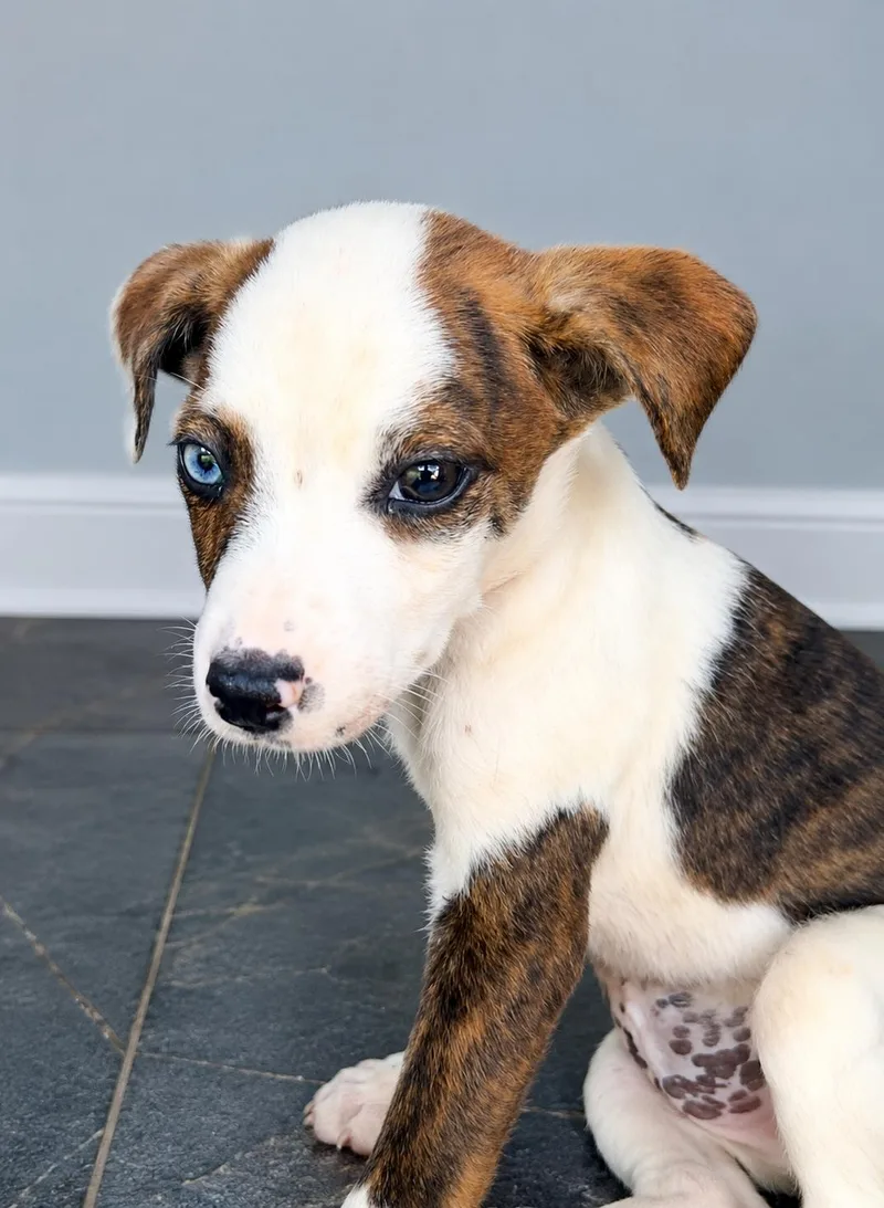 A baby medium-sized male Brindle Australian Shepherd dog named Kai for adoption in Pleasant Valley, NY