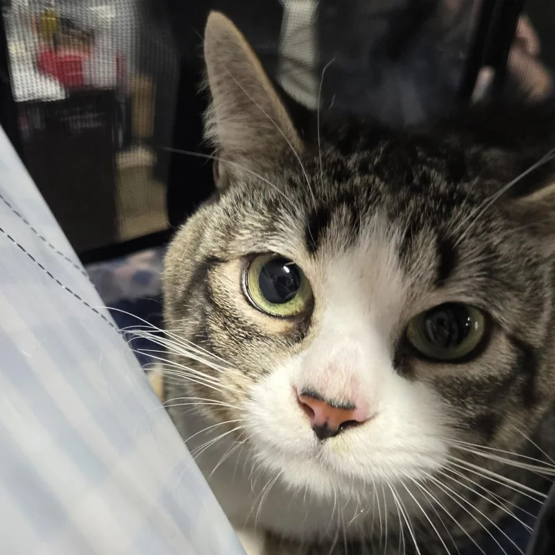 An adult medium-sized male Gray / Blue / Silver Domestic Short Hair cat named Finnley for adoption in Newark, NJ