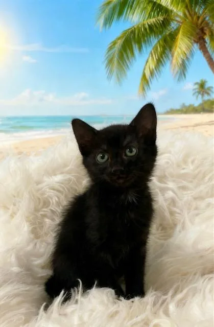 A baby small-sized male Black Domestic Short Hair cat named Salsa for adoption in Tehachapi, CA