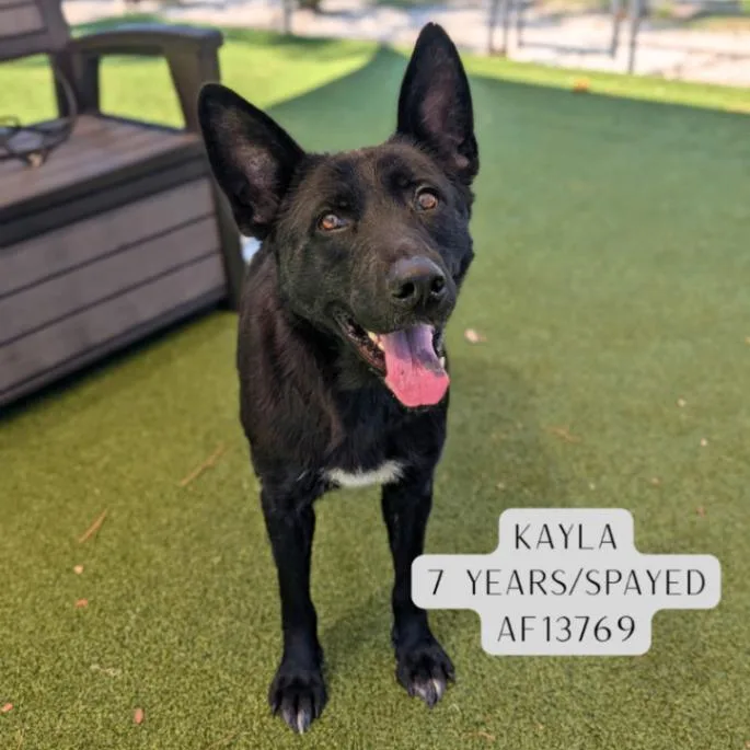 An adult large-sized female Black German Shepherd Dog dog named Kayla for adoption in Supply, NC
