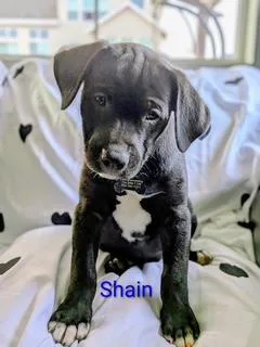 A baby medium-sized male Labrador Retriever dog named Shaun for adoption in Littleton, CO