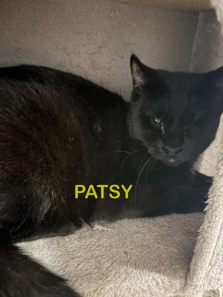 A young medium-sized female Domestic Short Hair cat named Patsy for adoption in Plattsburgh, NY