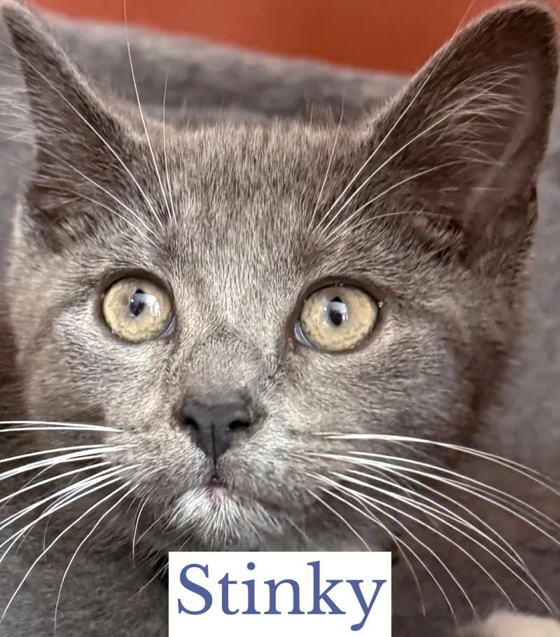 Stinky
