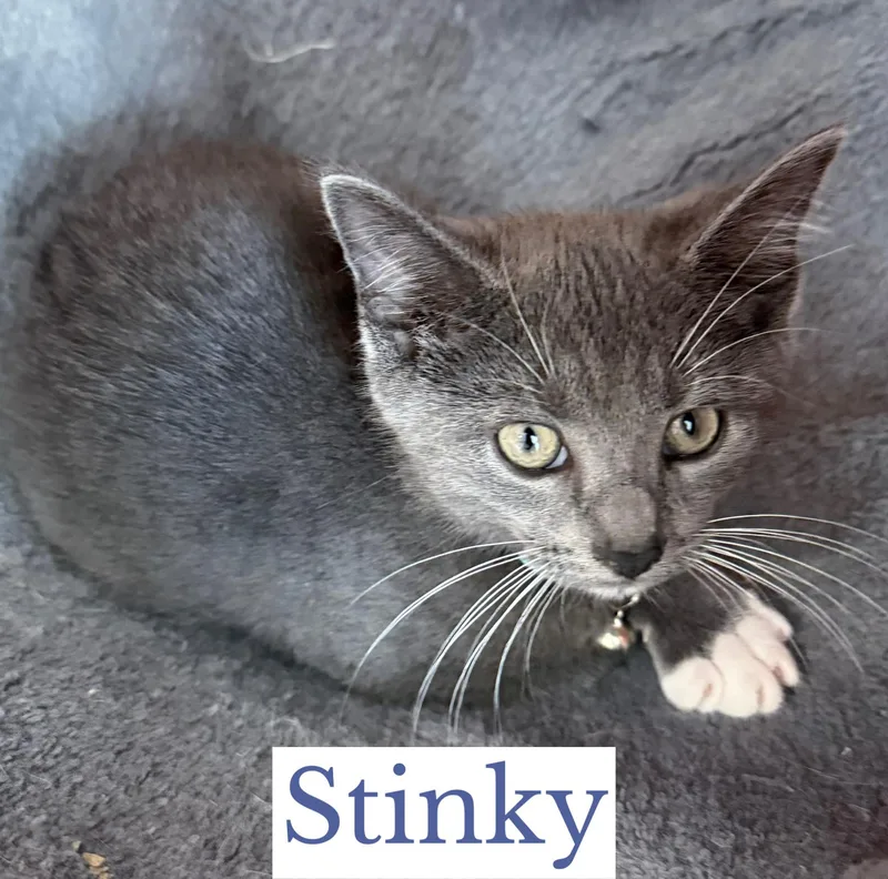 Stinky thumbnail 3