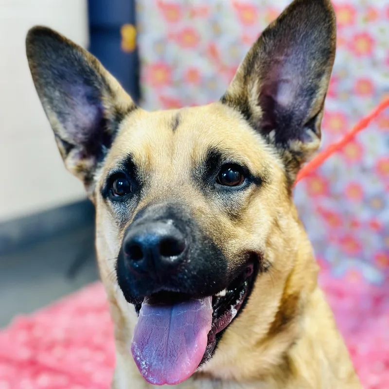 An adult large-sized female Black German Shepherd Dog dog named Nova for adoption in Manahawkin, NJ