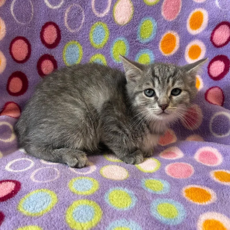 A baby small-sized female Gray / Blue / Silver Domestic Short Hair cat named Frosty for adoption in Mount Juliet, TN