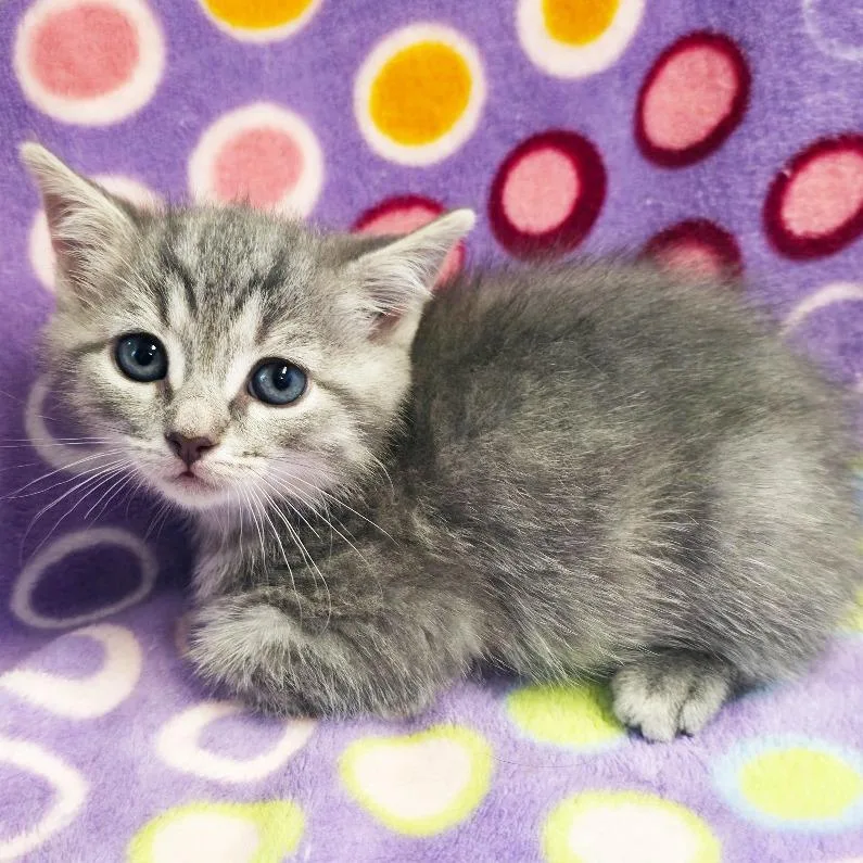 Frosty thumbnail 2