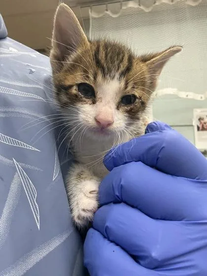 A baby small-sized male Domestic Short Hair cat named Pretzel for adoption in Gainesville, FL