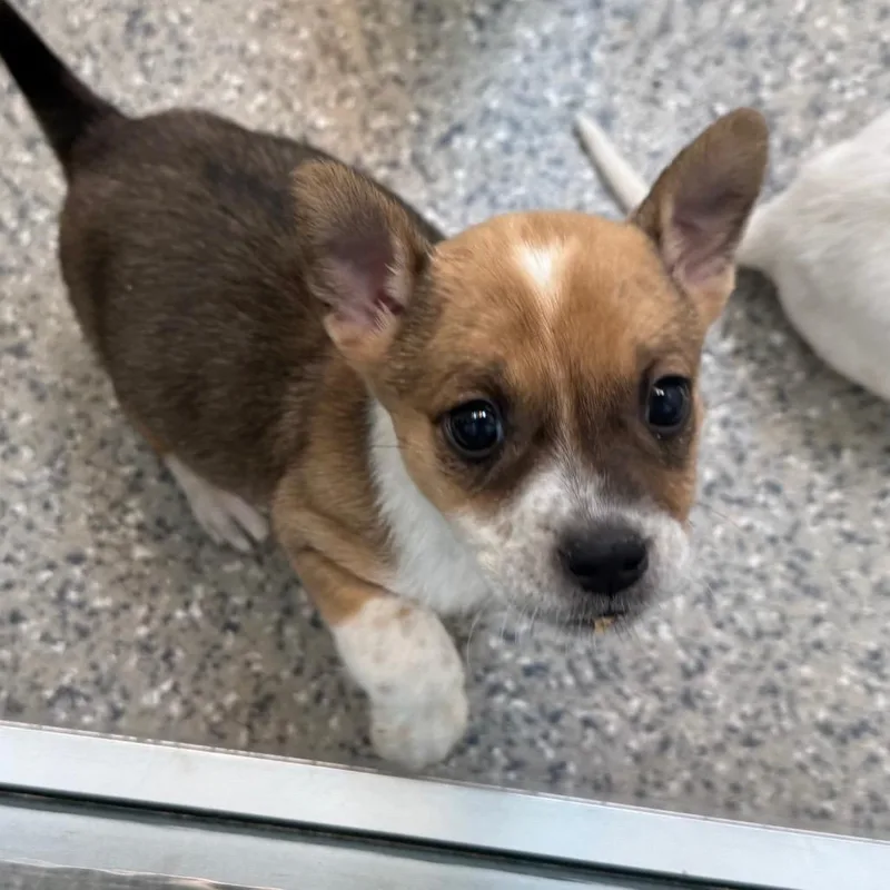 A baby medium-sized female Brown / Chocolate Cattle Dog dog named Beehive for adoption in Kanab, UT