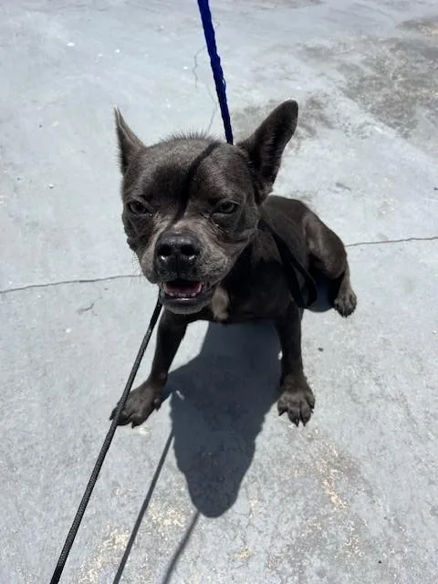 A young medium-sized female French Bulldog dog named Dillie for adoption in Miami, FL