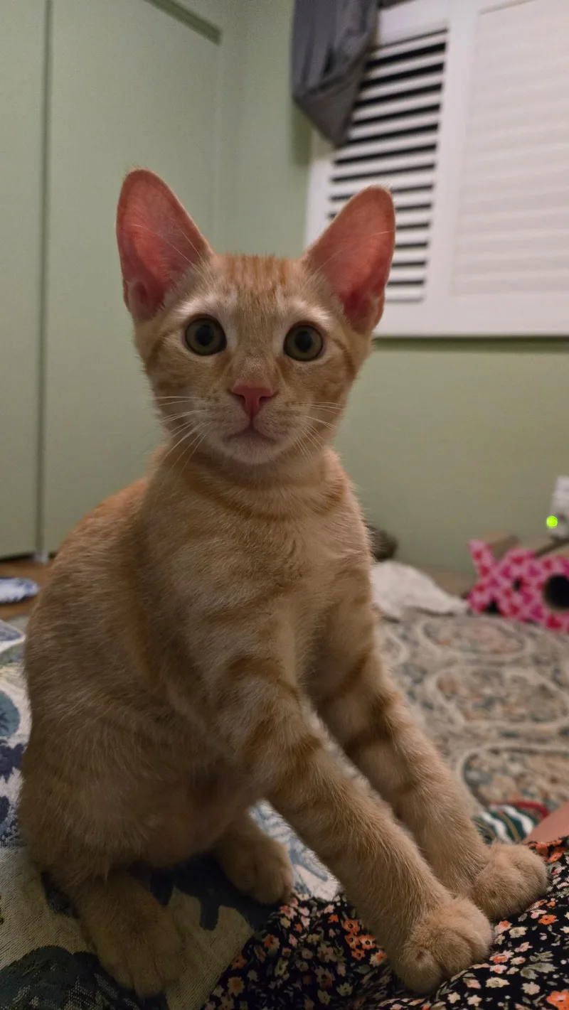 A baby medium-sized male Domestic Short Hair cat named Maui for adoption in Antioch, CA