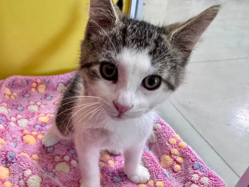A baby small-sized male Tabby cat named Henry for adoption in Powell, OH