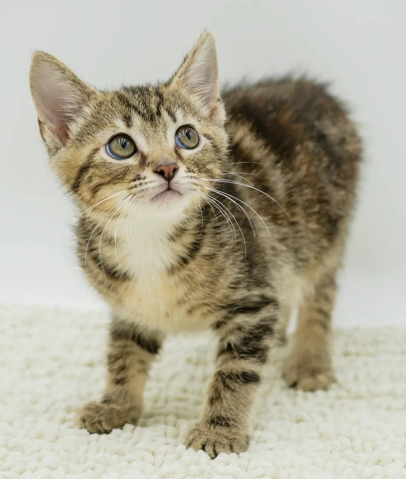 A baby small-sized female Tabby (Brown / Chocolate) Tabby cat named Zendaya is a star for adoption in Bedford Hills, NY
