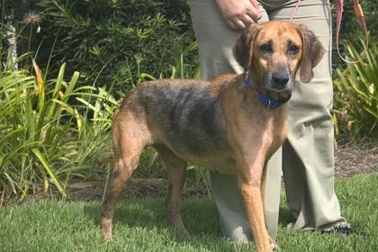 An adult large-sized female Treeing Walker Coonhound dog named Brandy for adoption in Brunswick, GA