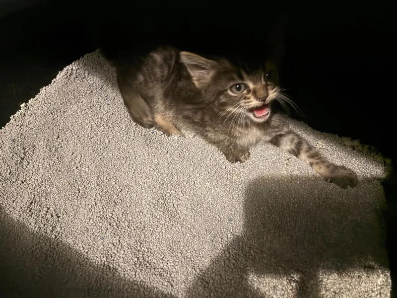 A baby medium-sized male Domestic Short Hair cat named Sassy baby for adoption in Johnson City, TN