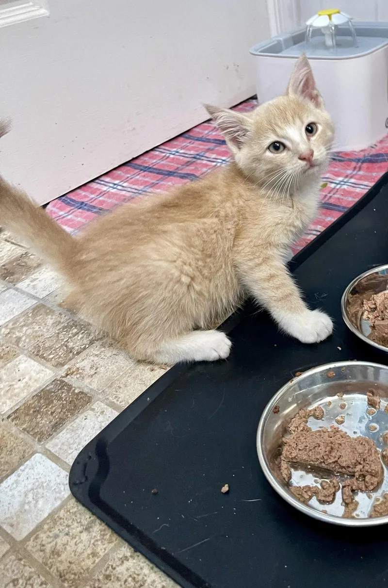 A young medium-sized male Tabby cat named Elmo for adoption in Flint Hill, VA
