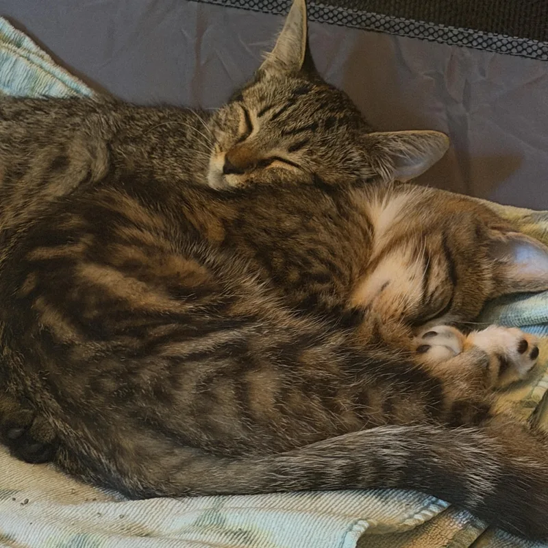 A baby medium-sized female Tabby cat named Boots and buttons for adoption in Charlotte, NC