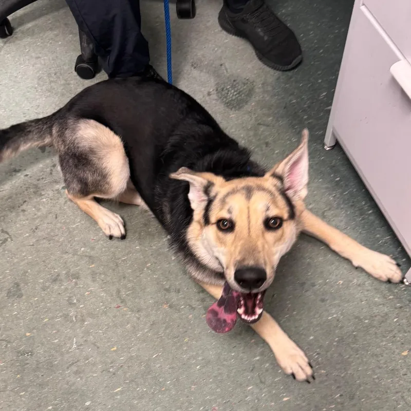 A young medium-sized female Shepherd dog named Luna for adoption in Tampa, FL