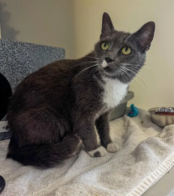 An adult medium-sized female Domestic Short Hair cat named Quinlin for adoption in Statesville, NC