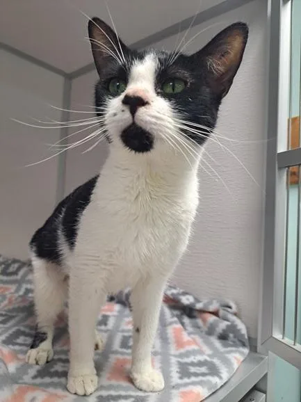 An adult medium-sized female Black & White / Tuxedo Domestic Short Hair cat named Bailey for adoption in Manning, SC