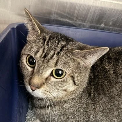 An adult medium-sized male Domestic Short Hair cat named Tito for adoption in Lansing, MI