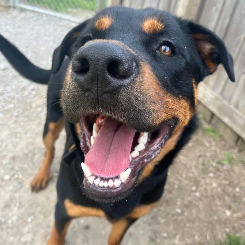 Kasier