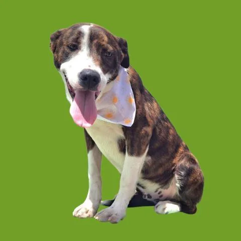 A young small-sized male Terrier dog named Tucker for adoption in Bakersfield, CA