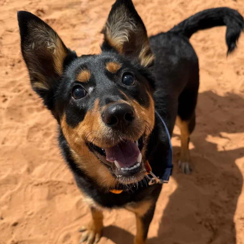 A young medium-sized female Black Shepherd dog named Dixie for adoption in Kanab, UT