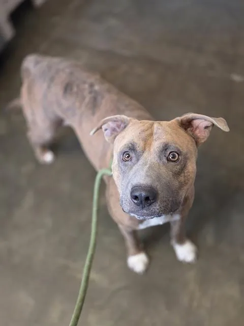 An adult medium-sized male Mixed Breed dog named Driftwood for adoption in Fort Walton Beach, FL