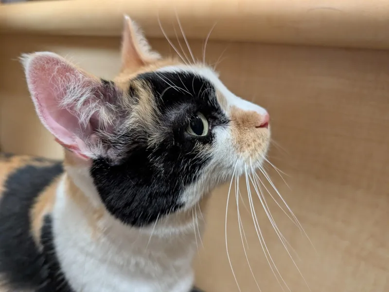 An adult medium-sized female Calico Domestic Short Hair cat named Missy for adoption in Barrington Hills, IL
